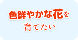 色鮮やかな花